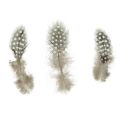Floristik24 Tikros perlinių vištų plunksnos dekoratyvinės plunksnos natūralios 4-12cm 100vnt