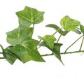 Floristik24 Gebenė dirbtinė žalia 90cm Dirbtinis augalas kaip tikras!