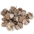 Floristik24 Gilės, natūralus produktas dekoravimui, baltai nubalintos, 1-3 cm, 300 g