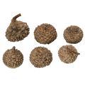 Natūralūs gilių kepurėlės, dekoratyviniai dubenėliai rudeniui ir Adventui, 2 cm, 300 g | Floristik24.lt