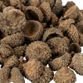 Natūralūs gilių kepurėlės, dekoratyviniai dubenėliai rudeniui ir Adventui, 2 cm, 300 g | Floristik24.lt