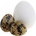 Floristik24 Dekoratyvinis kiaušinių mišinys putpelių kiaušiniai ir vištienos kiaušiniai Išpūsti velykiniai kiaušiniai