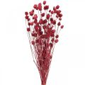 Floristik24 Džiovintos gėlės Red Dry Thistle Braškinis erškėtis spalvotas 100g