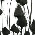 Floristik24 Džiovintos gėlės Black Dry Thistle Strawberry Thistle 100g