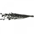 Floristik24 Džiovintos gėlės Black Dry Thistle Strawberry Thistle 100g