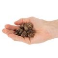 Alksnio kankorėžiai, natūralus produktas dekoravimui ir rankdarbiams, aukso spalvos, 3 cm, 300 g | Floristik24.lt
