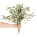 Dirbtinė eukalipto šakelė, dekoratyvinė šakelė vazoms ir puokštėms, 49 cm, 4 vnt. | Floristik24.lt