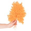 Džiovinti ir konservuoti paparčio lapai floristikai ir rudens dekoracijoms, 42 cm, 10 vnt. | Floristik24.lt
