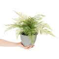 Dirbtinis papartis vazone svetainei ir biurui, 35 cm | Floristik24.lt