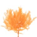 Paparčio šakelė, konservuotas papartis, džiovinta dekoracija kompozicijoms, 60 cm, 10 vnt. | Floristik24.lt