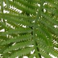 Dirbtinė paparčio šakelė, dekoratyvinis žalias augalas gėlių kompozicijoms, 80 cm | Floristik24.lt