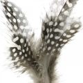 Floristik24 Dekoratyvinės plunksnos taškuotos ant pagaliuko tikros perlinės vištos plunksnos 4-8cm 24vnt