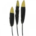 Floristik24 Dekoratyvinės plunksnos juodos, auksinės tikros plunksnos rankdarbiams 12-14cm 72vnt