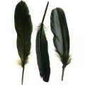 Floristik24 Deco plunksnos juodos paukščių plunksnos rankdarbiams 14-17cm 20g