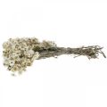 Floristik24 Mini šiaudinė gėlė Balta džiovinta gėlė Deco Rock Flower H20cm 15g