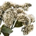 Floristik24 Stonecrop kreminis sedum stonecrop dirbtinės gėlės 48cm 4vnt
