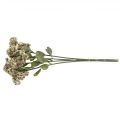 Floristik24 Stonecrop kreminis sedum stonecrop dirbtinės gėlės 48cm 4vnt