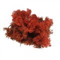 Floristik24 Dekoratyvinės samanos raudonos Siena natūralios samanos rankdarbiams, džiovintos, spalvotos 500g
