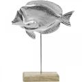 Floristik24 Dekoratyvinė žuvytė, jūrinė puošmena, žuvytė iš sidabrinio metalo, natūrali spalva H28,5cm