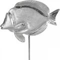 Floristik24 Dekoratyvinė žuvytė, jūrinė puošmena, žuvytė iš sidabrinio metalo, natūrali spalva H28,5cm