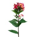 Floristik24 Liepsnos gėlė rožinė 72cm