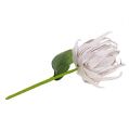 Floristik24 Putplasčio gėlė balta, violetinė 12cm L30cm 1vnt
