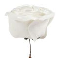 Floristik24 Putplasčio rožė balta su perlamutru Ø10cm 6vnt