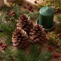 Kankorėžiai (Pinus maritima), jūriniai kankorėžiai, dekoratyviniai, 12-13 cm, 3 vnt. | Floristik24.lt