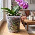 Vazonai orchidėjoms, skaidrūs, Ø15cm, 10 vnt. | Floristik24.lt