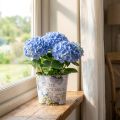 Sodinamosios plastikinės hortenzijos gėlių vazonas Ø13,5cm H12cm | Floristik24.lt