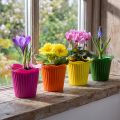Plastikiniai gėlių vazonai Ø9cm 25 vnt. | Floristik24.lt