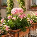 Dirbtinė snapučio gėlė Rožinis pelargonijos krūmas dirbtinis 7 žiedai H38cm | Floristik24.lt