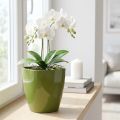 Orchidėjų vazonas blizgus Ø12,5cm alyvuogių žalias 1 vnt | Floristik24.lt