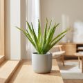 Aloe Vera dirbtinis žalias 26cm | Floristik24.lt