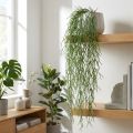 Dekoratyvinės ūseliai, koralų kaktusas, dirbtinė kabykla Rhipsalis Green L120cm | Floristik24.lt