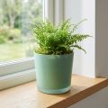 Stiklinis gėlių vazonas žalias vazonas stiklinis kubilas Ø11,5cm H11cm | Floristik24.lt