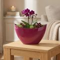 Augalinės valties dekoratyvinis dubuo dubuo Uoga 20×9cm H12cm | Floristik24.lt