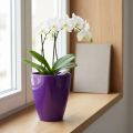 Orchidėjų vazonas, blizgus, Ø12,5 cm, violetinis | Floristik24.lt