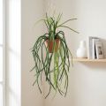 Rhipsalis dirbtinio koralinio kaktuso pakabinamas krepšelis H87cm | Floristik24.lt