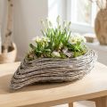 Augalų valtis augalas banginis rotangas natūralus baltas 45x16cm | Floristik24.lt