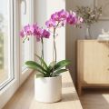 Grotelių formos gėlių lazdelė orchidėjoms, rožinė, tvistinė, 38 cm | Floristik24.lt
