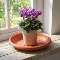 „Linda“ lėkštutė Ø18cm terakota | Floristik24.lt