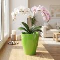 Orchidėjų vazonas blizgantis Ø12,5cm liepa 1 vnt | Floristik24.lt