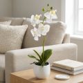 Baltos dirbtinės orchidėjos vazone Phalaenopsis H33cm | Floristik24.lt