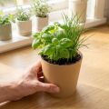 Sodo vazonai, gėlių vazonas, augalų vazonas, natūralus, Ø11cm A10cm, 6 vnt. | Floristik24.lt