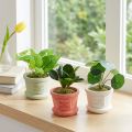 Dirbtiniai žalieji augalai mini augalai vazonėlyje 15cm 3vnt | Floristik24.lt