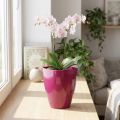 Orchidėjų vazonas blizgantis Ø12,5cm vyšnia 1 vnt | Floristik24.lt