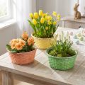 Augalų krepšelis apvalus Ø25cm oranžinė, geltona, žalia 6 vnt | Floristik24.lt