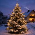LED ryžių šviesos grandinėlė lauke 480 36m juoda/šilta balta | Floristik24.lt