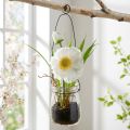 Aguonos stiklinėje pakabinti baltas H22cm | Floristik24.lt